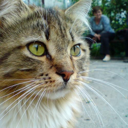 kote