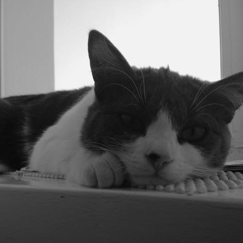 Photo #3391677