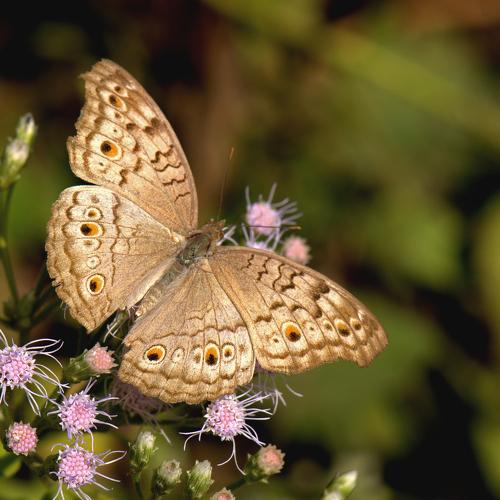 Nature's Wings