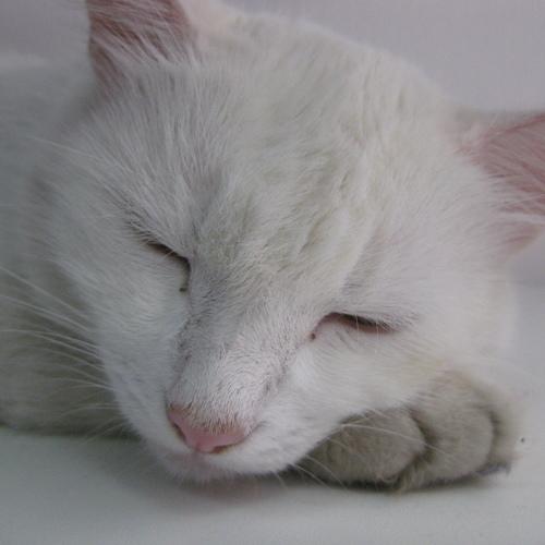 Photo #3392451
