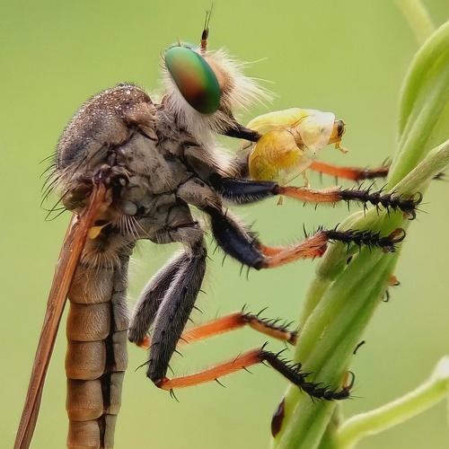 Robber Fly