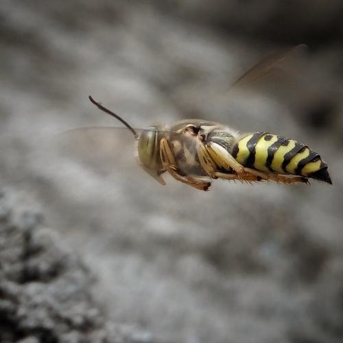 Bee