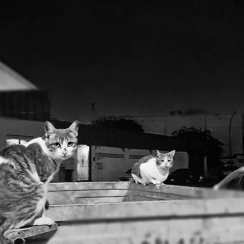 Keen eyes, black and white, posing gently