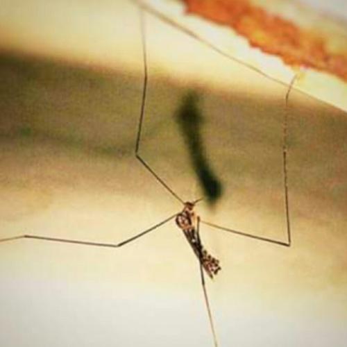 Mosquito