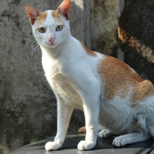 Cat was destined to become a supermodel