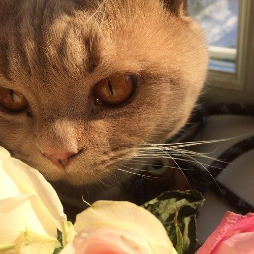 Цветы