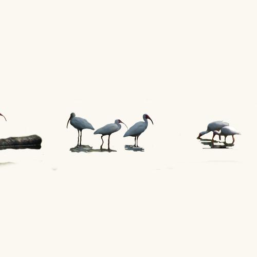 minimalistics ibis