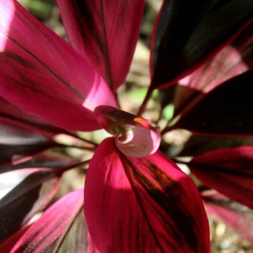 red leaves