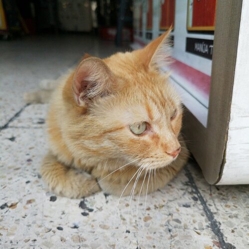 Un chat