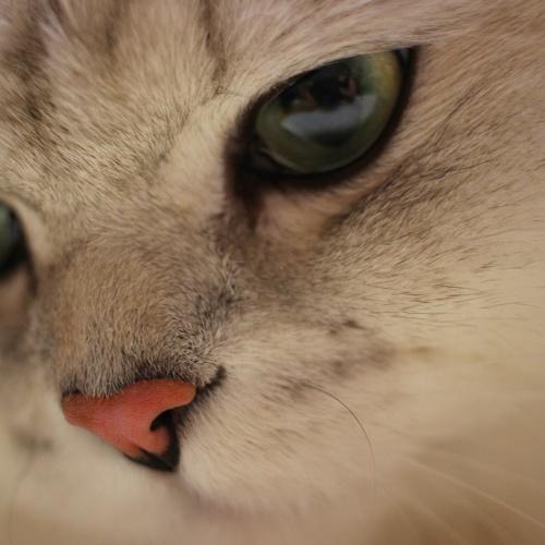 Кот
