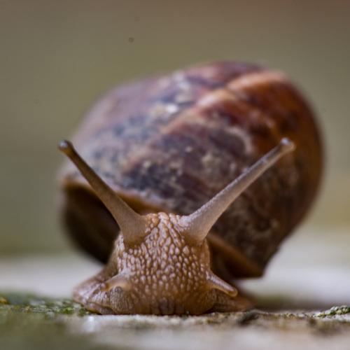 Snail portrait