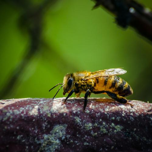 beez