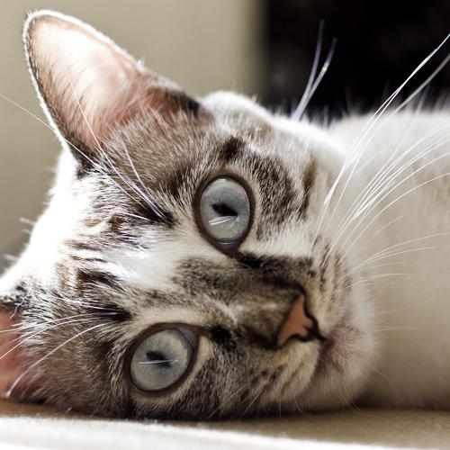 Photo #3399821