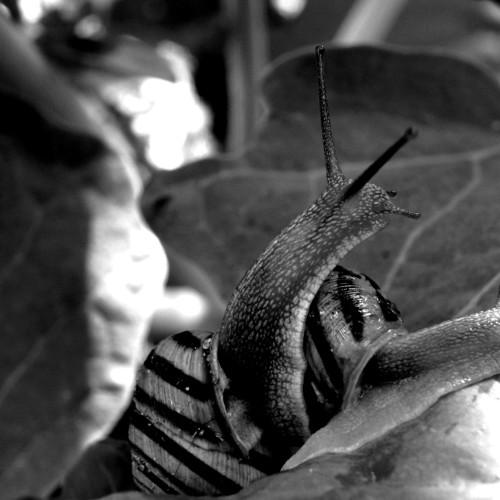 Snails.