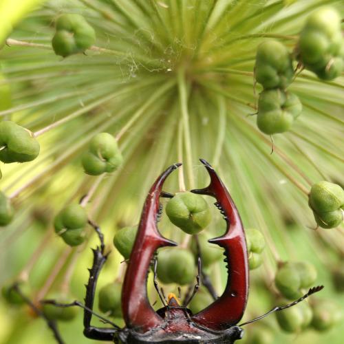 A bug.