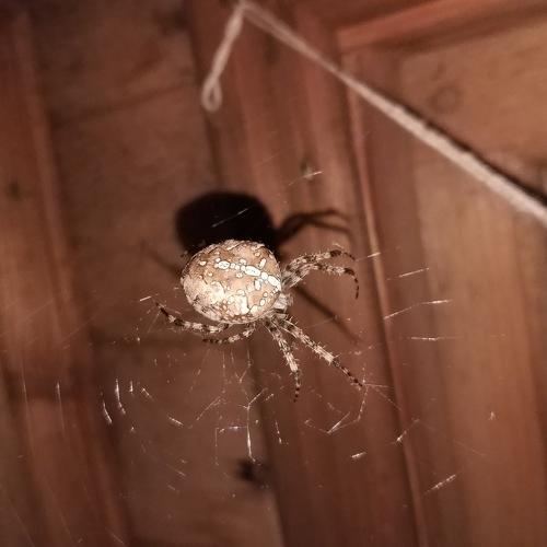 neighbor