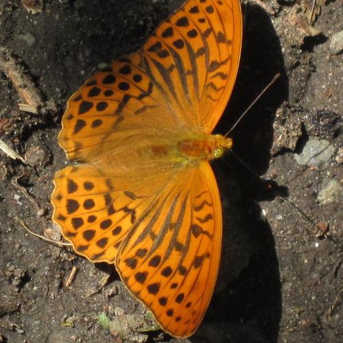 Photo #3401509