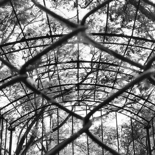 cage
