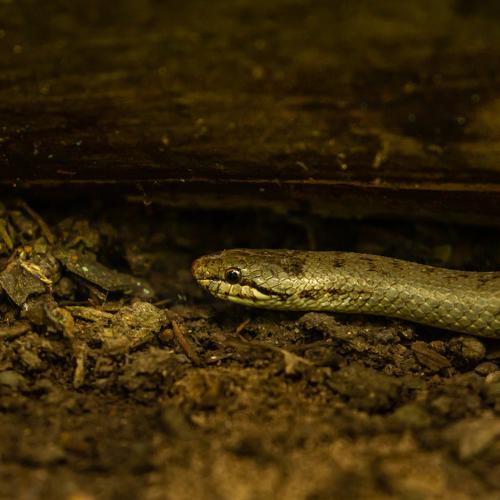 Smooth Snake, Coronella_austriaca