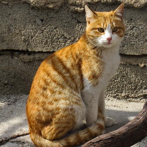Photo #3403696