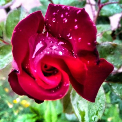 Rain drops on rose