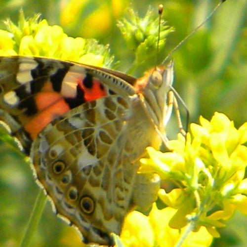 Butterfly time