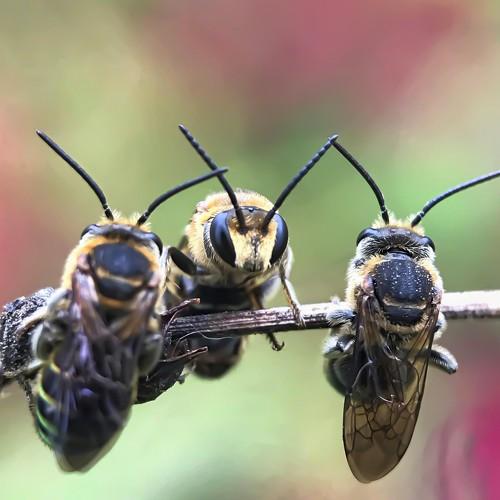 Sleeping Wasps