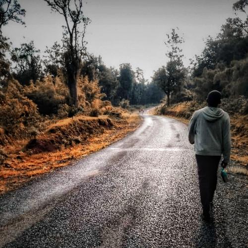 Walking through the streets of nature