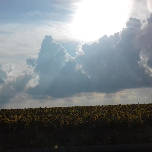 Sunset in sunflowers