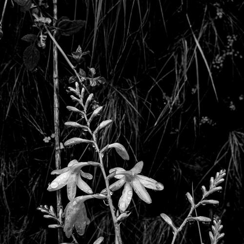Flower down the street