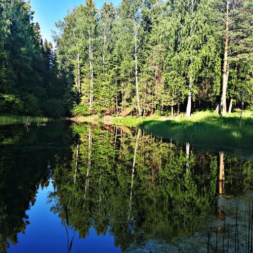 Лесной водоем