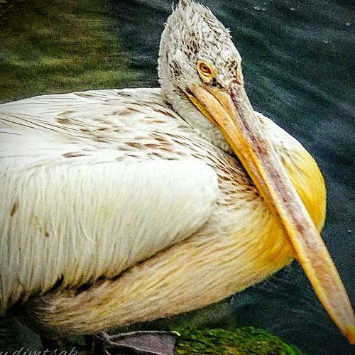 birds