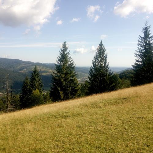 Смереки