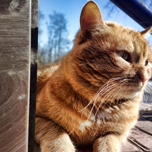 Рыжий котЭ