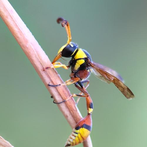Yellow Potter