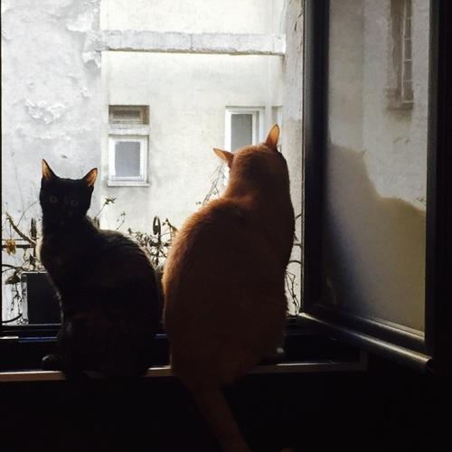cats