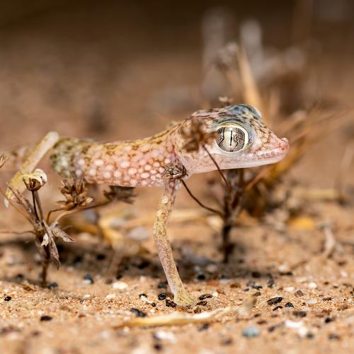 Dune Sand Gecko