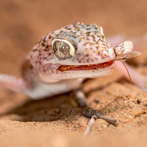 Dune Gecko with a meal