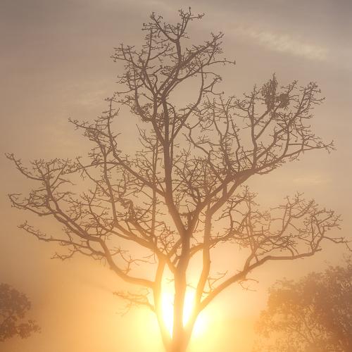 Misty Sunrise