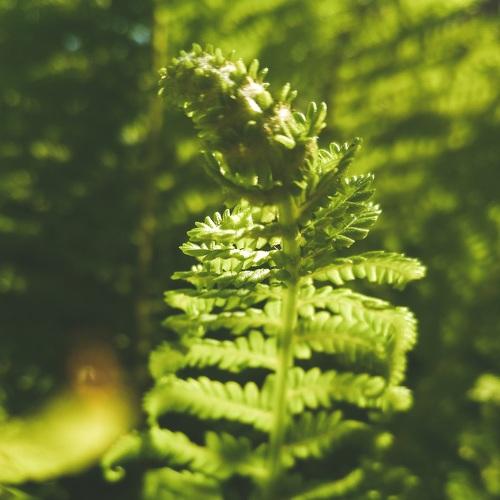green fern