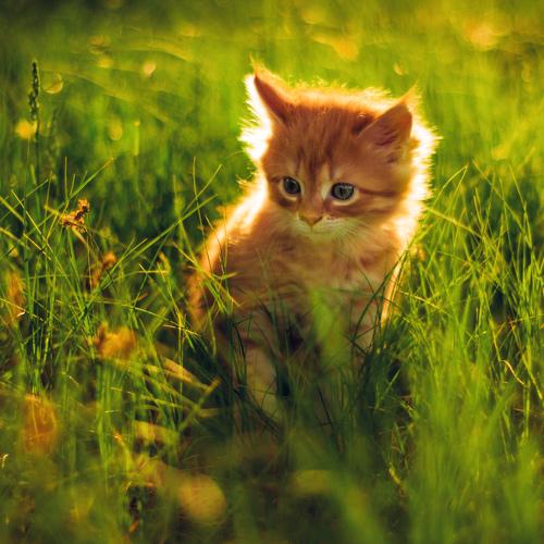 Солнышко