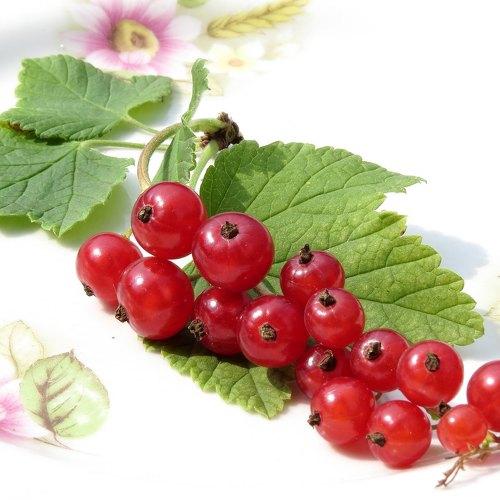Красная смородина