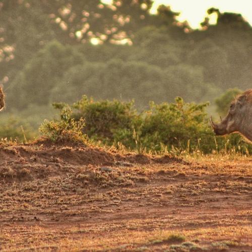 the hunter being hunted