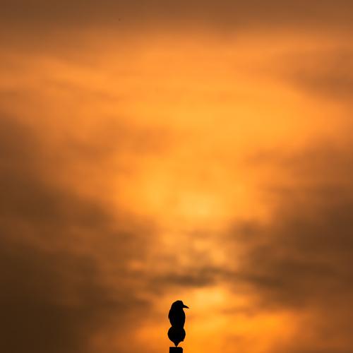 Early bird watching the sun rise.