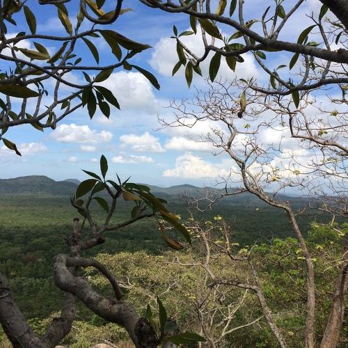 sigiriya jungle
