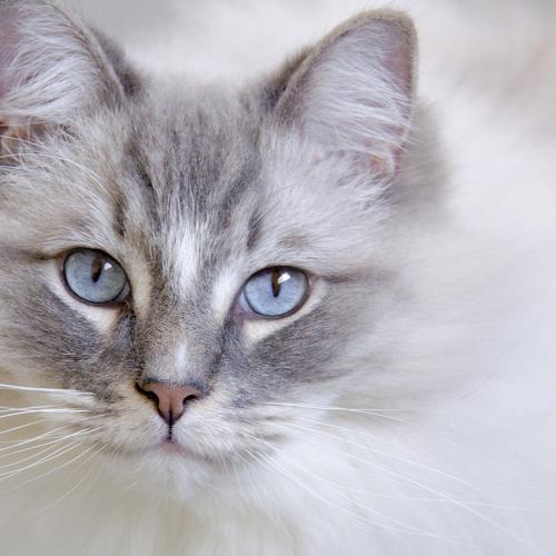 Closeup of Ragdoll Cat