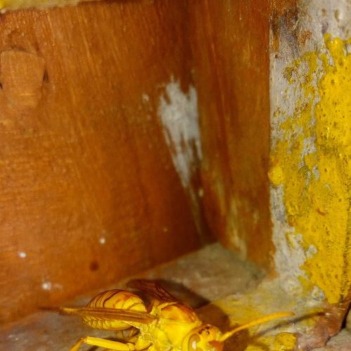 Yellow color