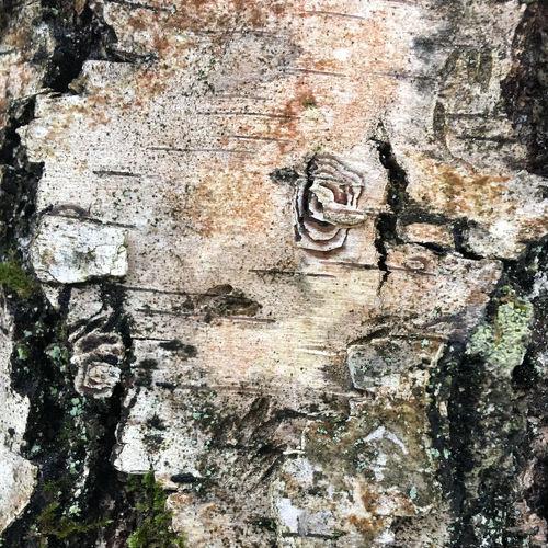 Photo #3413251