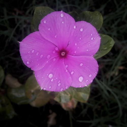 Raindrop flowers