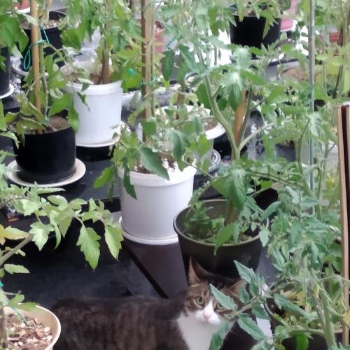 Кошка садовод